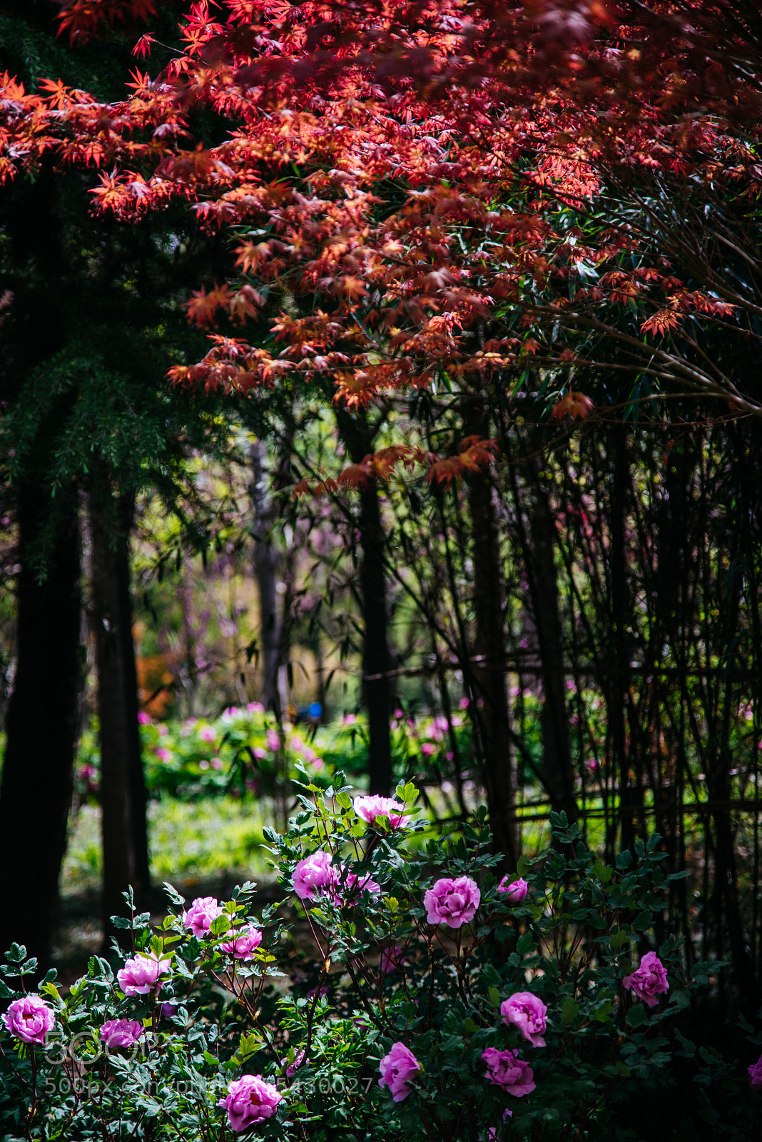 Nikon D810 sample photo. Peony under maple leaves photography