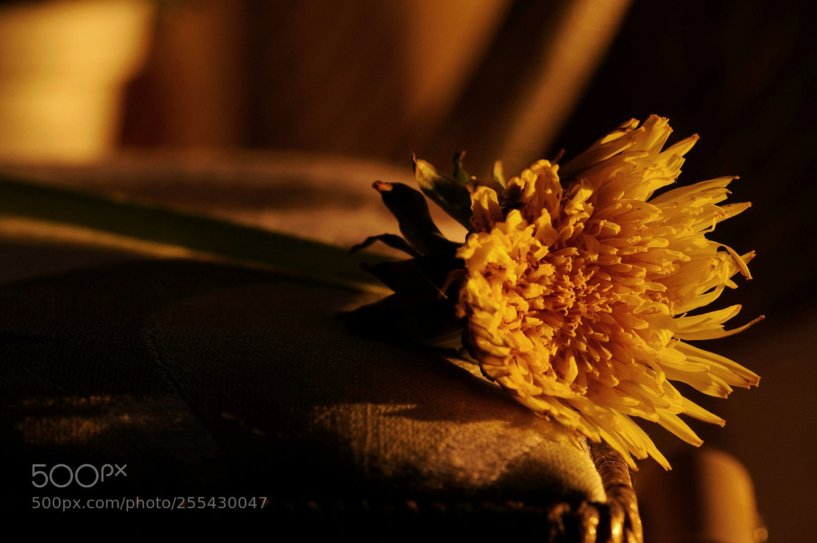 Nikon D5000 sample photo. Lions tooth photography