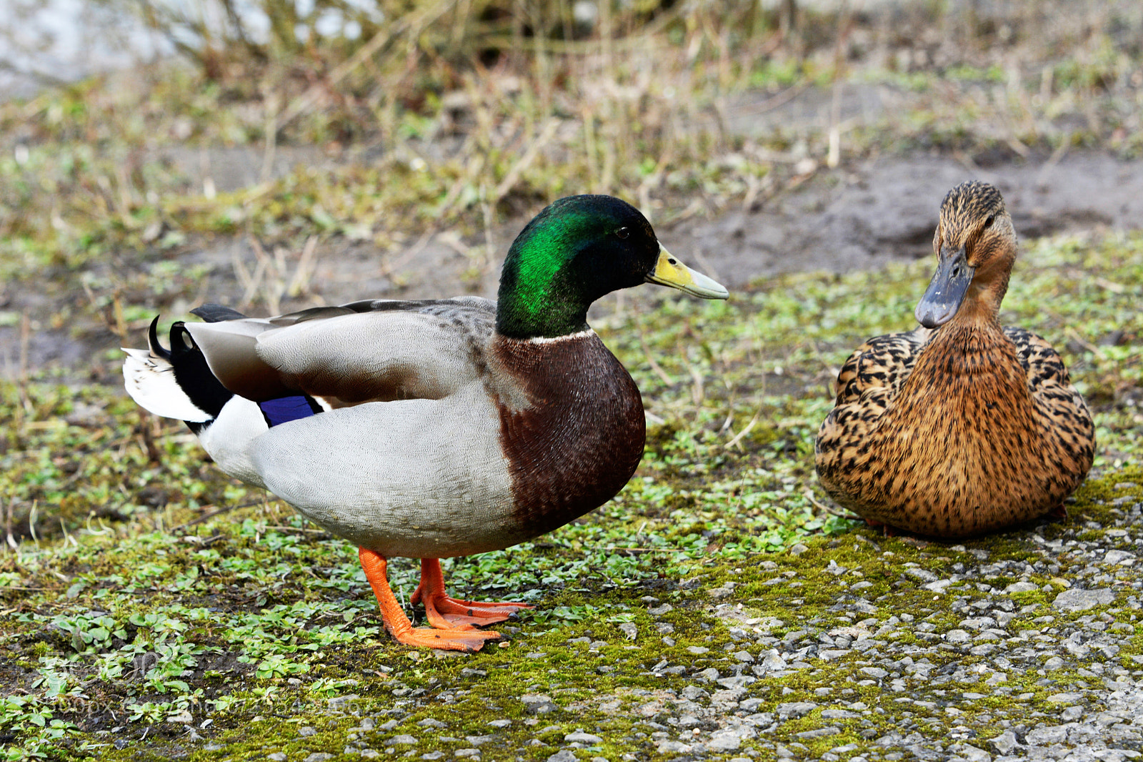 Nikon D7100 sample photo. Mallards photography