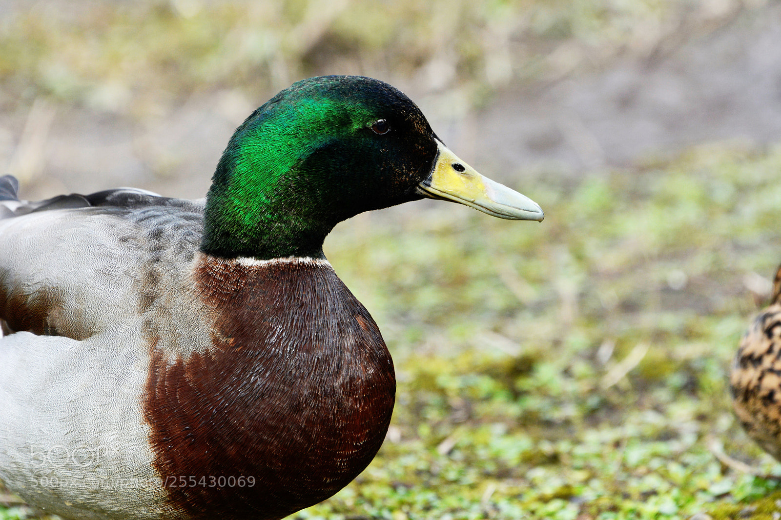 Nikon D7100 sample photo. Mallards photography