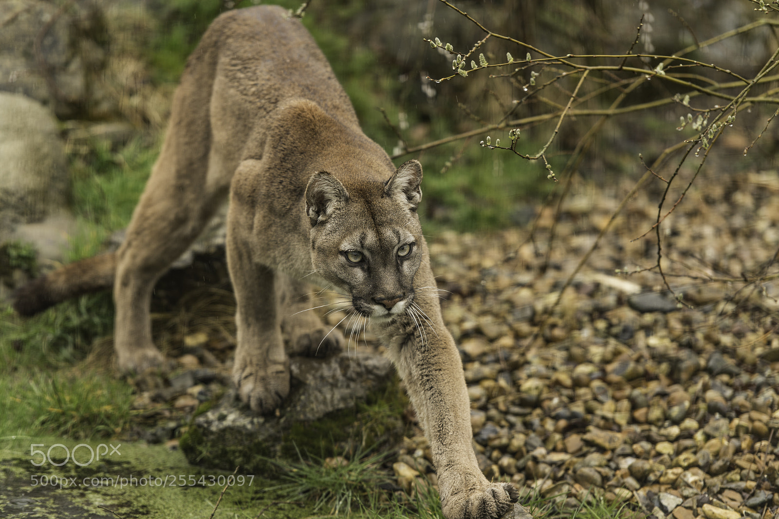 Nikon D5 sample photo. Puma series photography