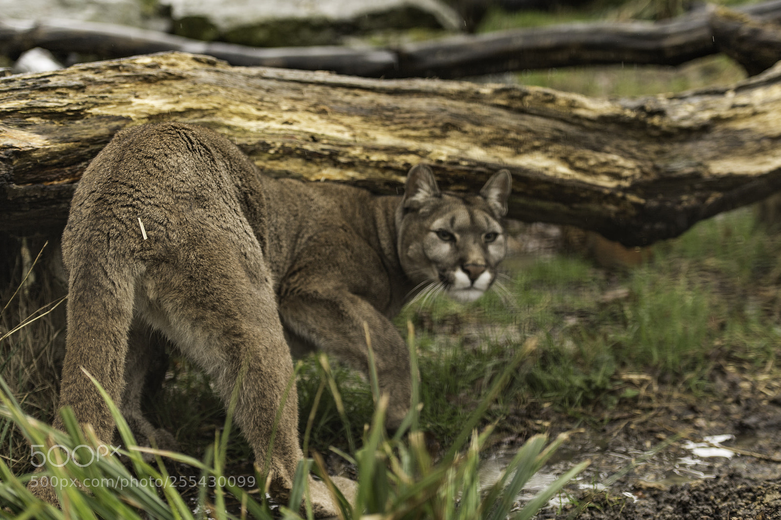 Nikon D5 sample photo. Puma series photography