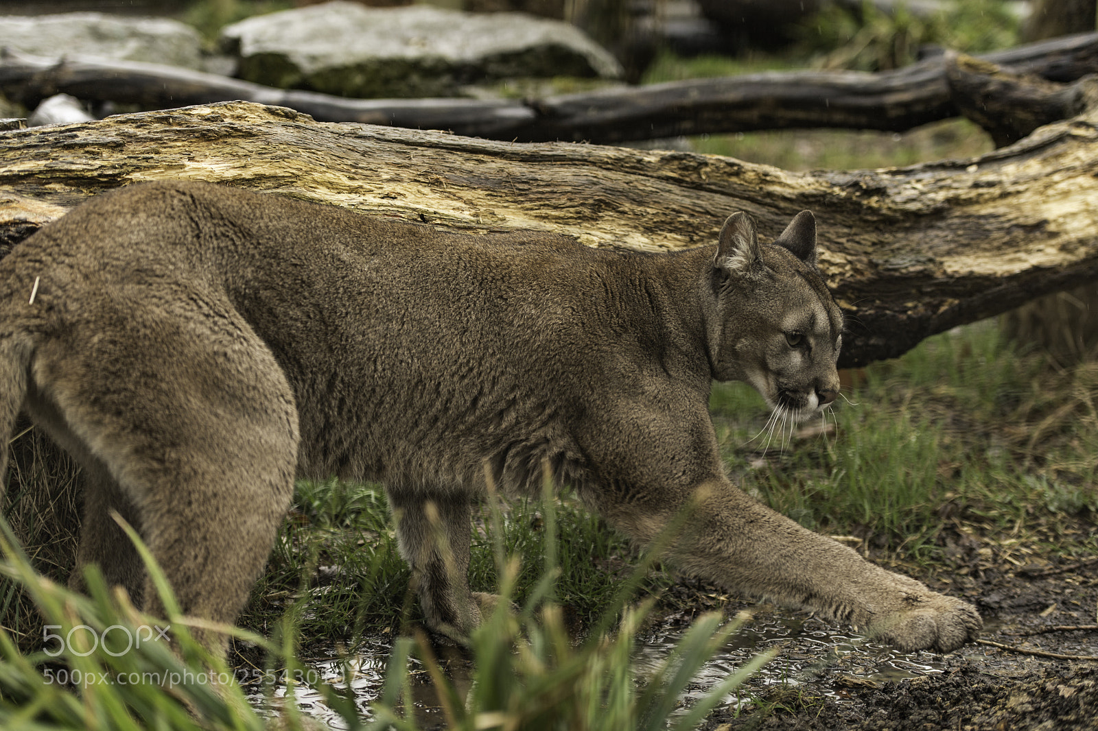 Nikon D5 sample photo. Puma series photography