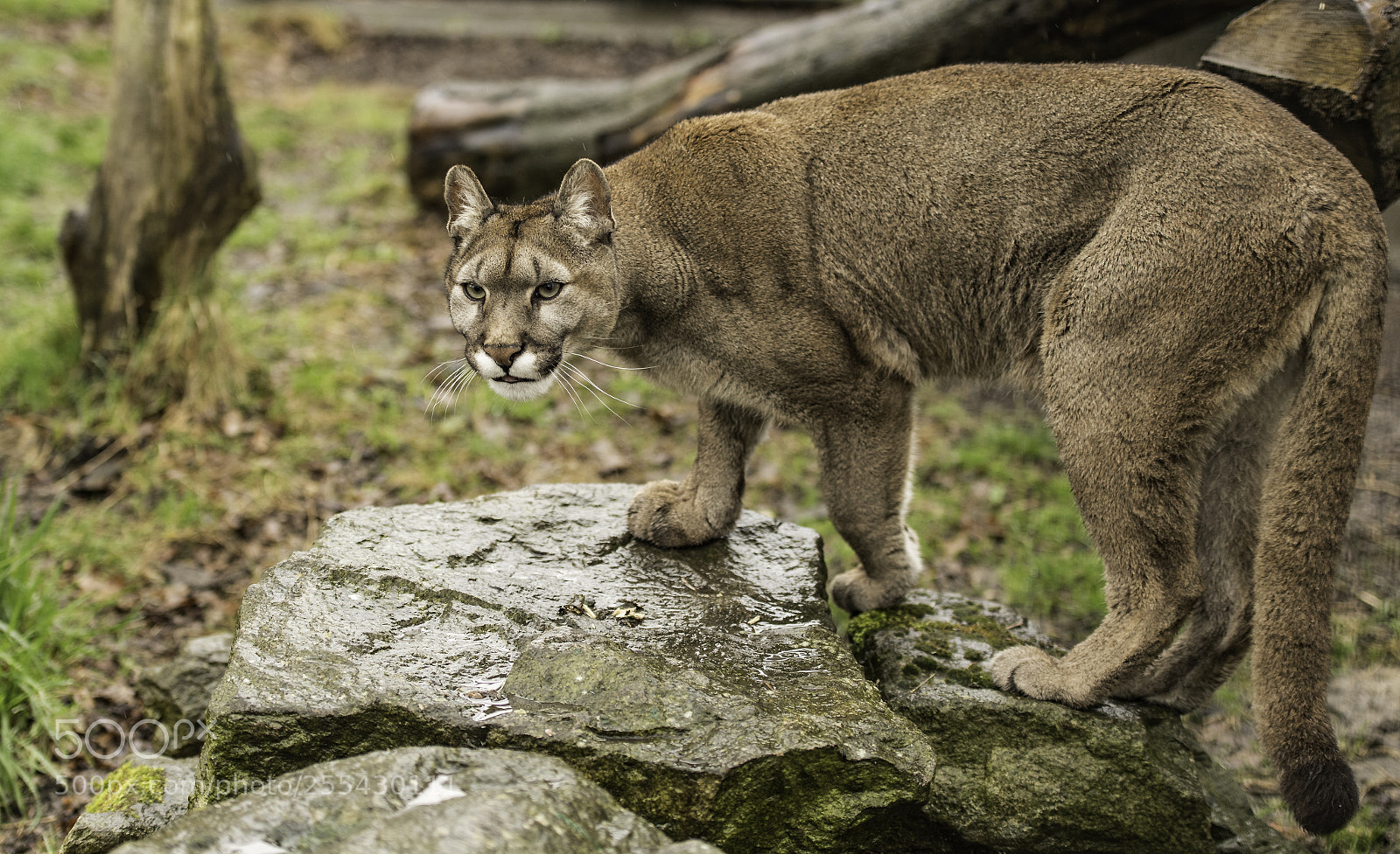 Nikon D5 sample photo. Puma series photography