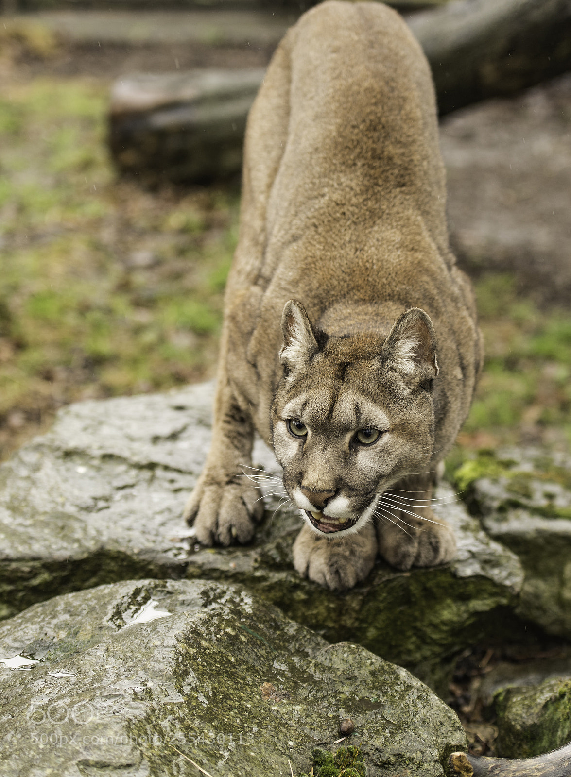 Nikon D5 sample photo. Puma series photography