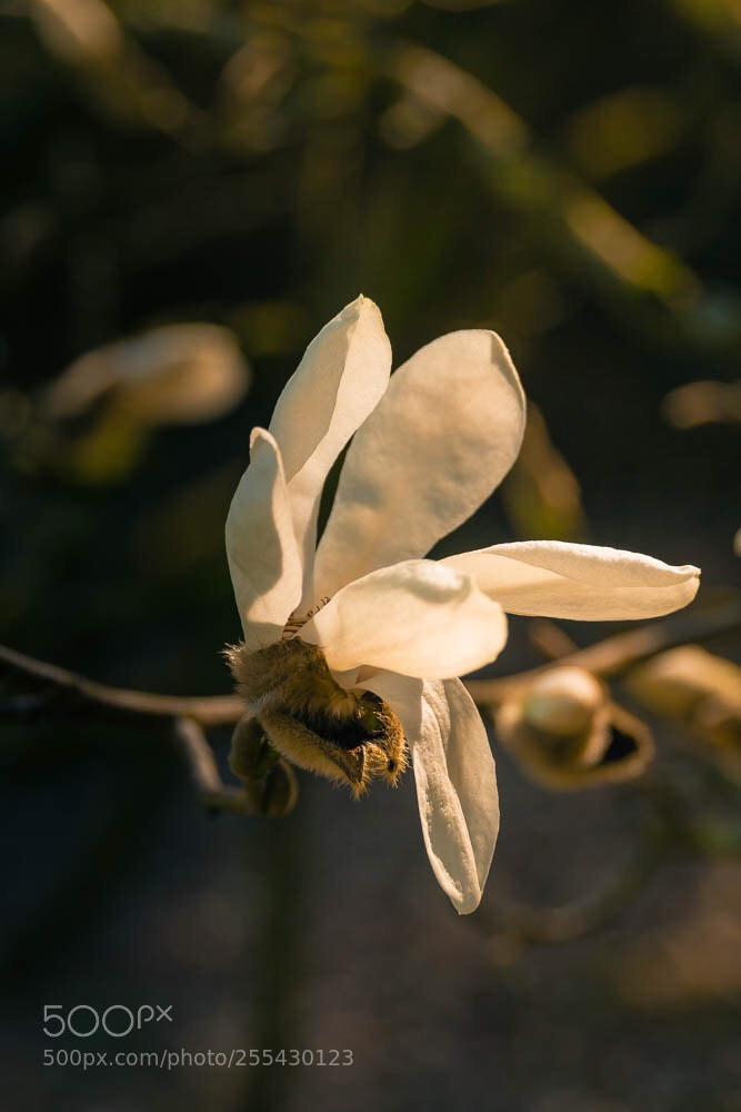 Canon EOS 700D (EOS Rebel T5i / EOS Kiss X7i) sample photo. Flower  photography