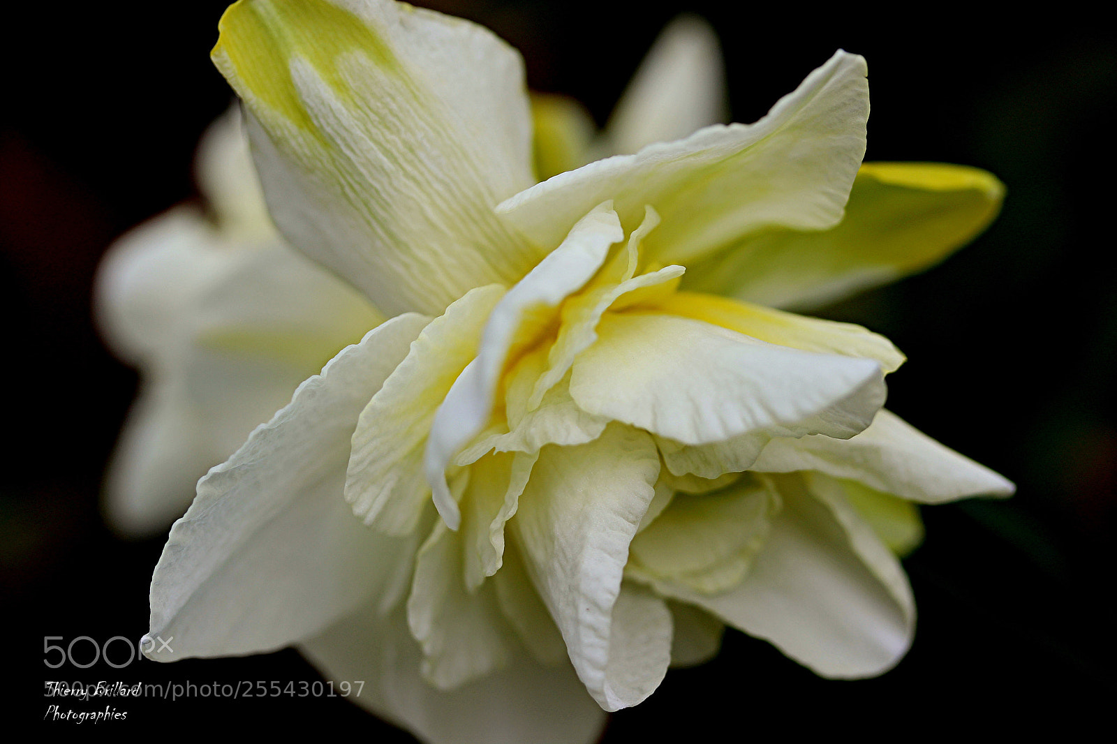 Canon EOS 600D (Rebel EOS T3i / EOS Kiss X5) sample photo. Narcisse photography