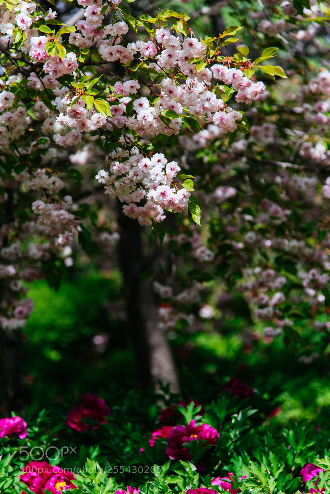 Nikon D810 sample photo. Prunus kanzan photography