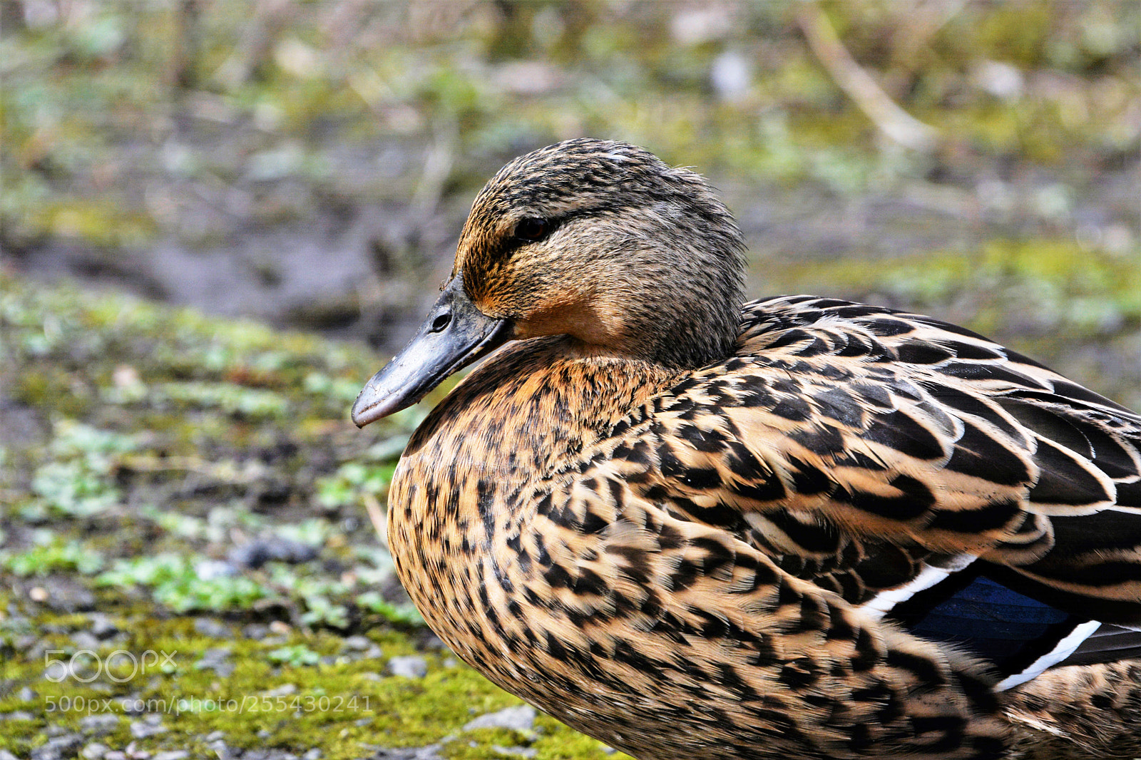 Nikon D7100 sample photo. Mallards photography