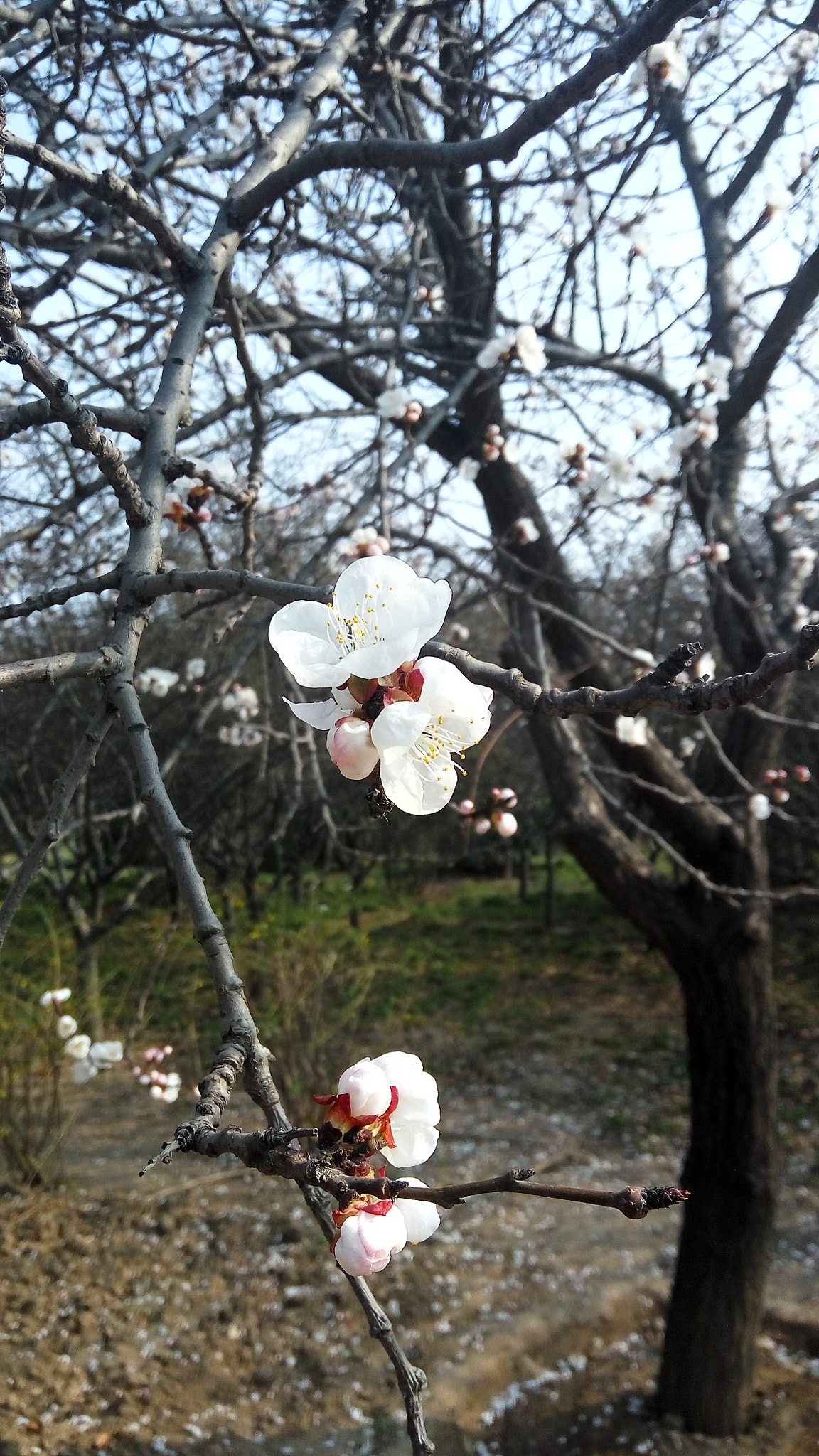 Xiaomi Redmi Note 3 sample photo. 中国的美丽风景和美食 photography