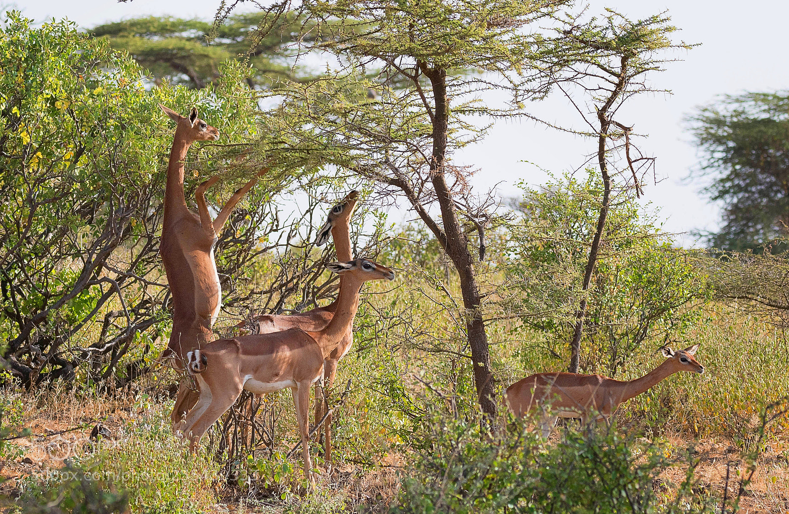 Nikon D500 sample photo. Long-necked antelope photography
