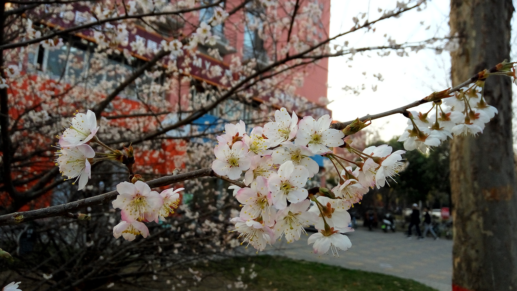 Xiaomi Redmi Note 3 sample photo. 中国的美丽风景和美食 photography
