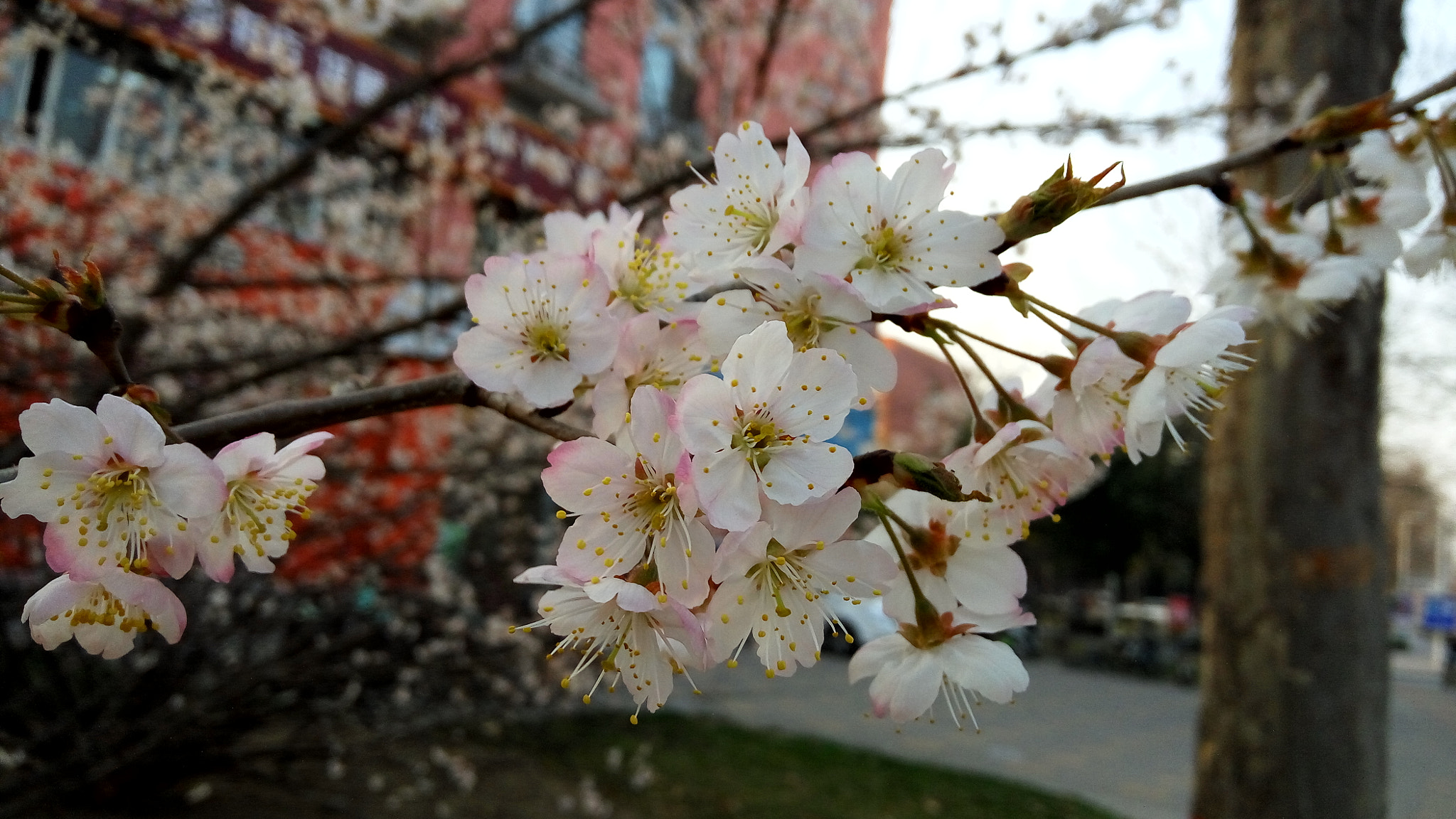 Xiaomi Redmi Note 3 sample photo. 中国的美丽风景和美食 photography