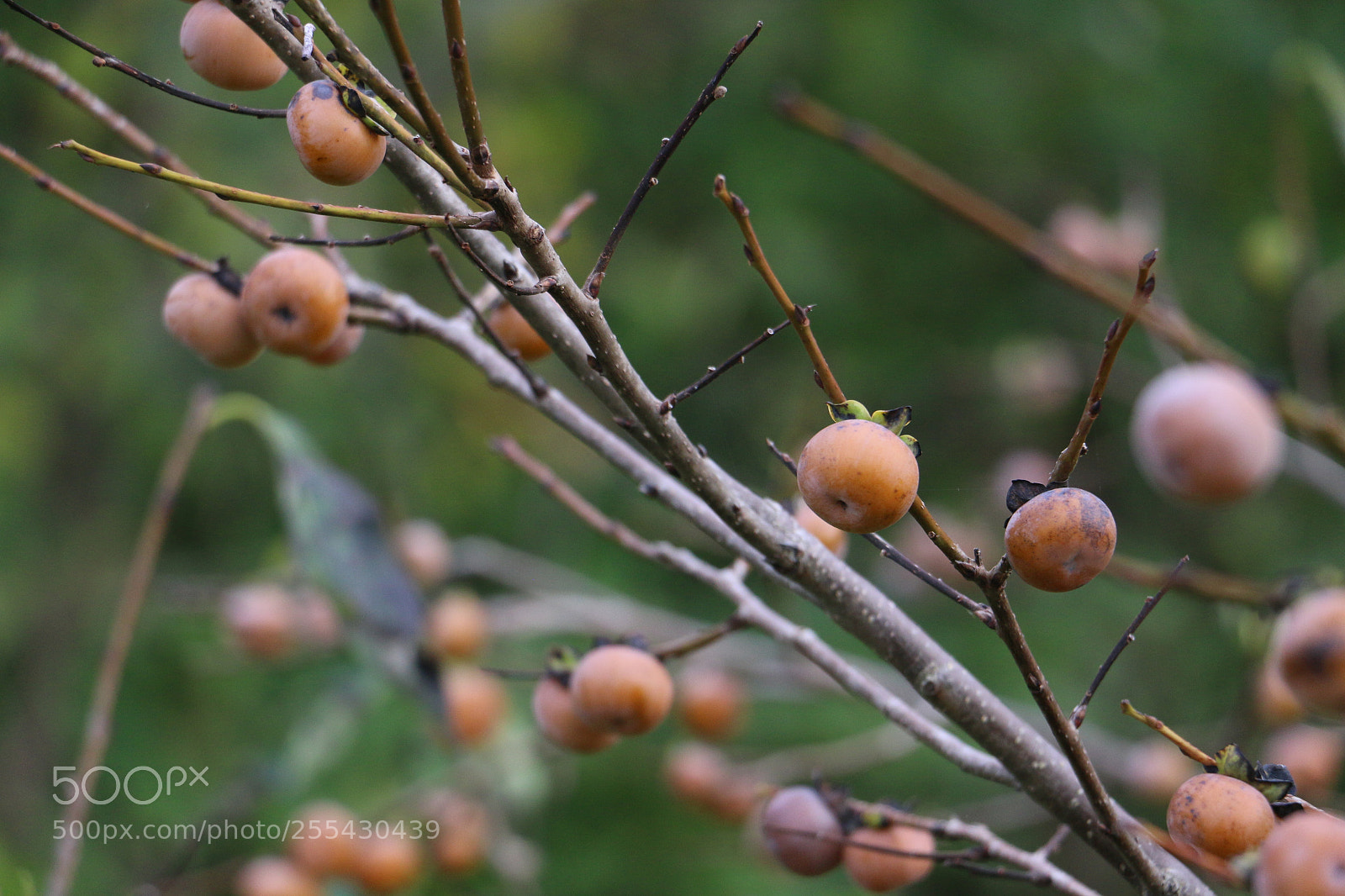 Canon EOS 70D sample photo. Untitled photography