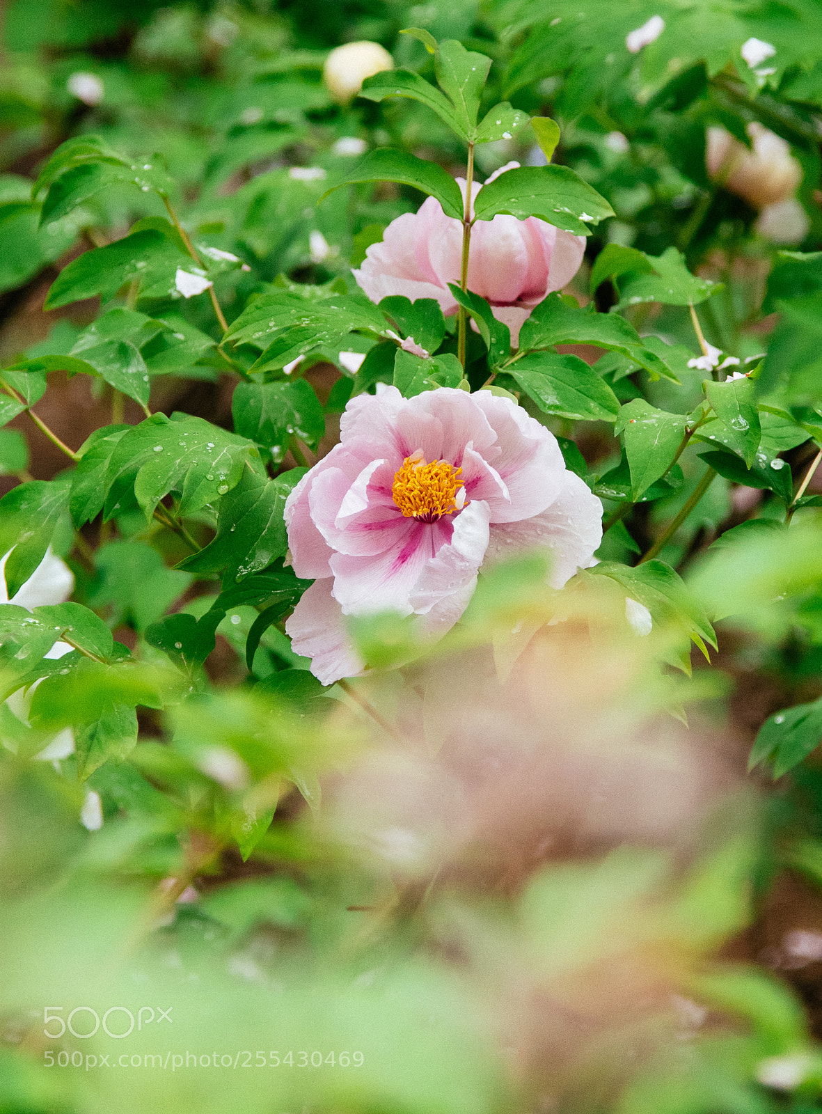 Nikon D810 sample photo. Peony in the rain photography