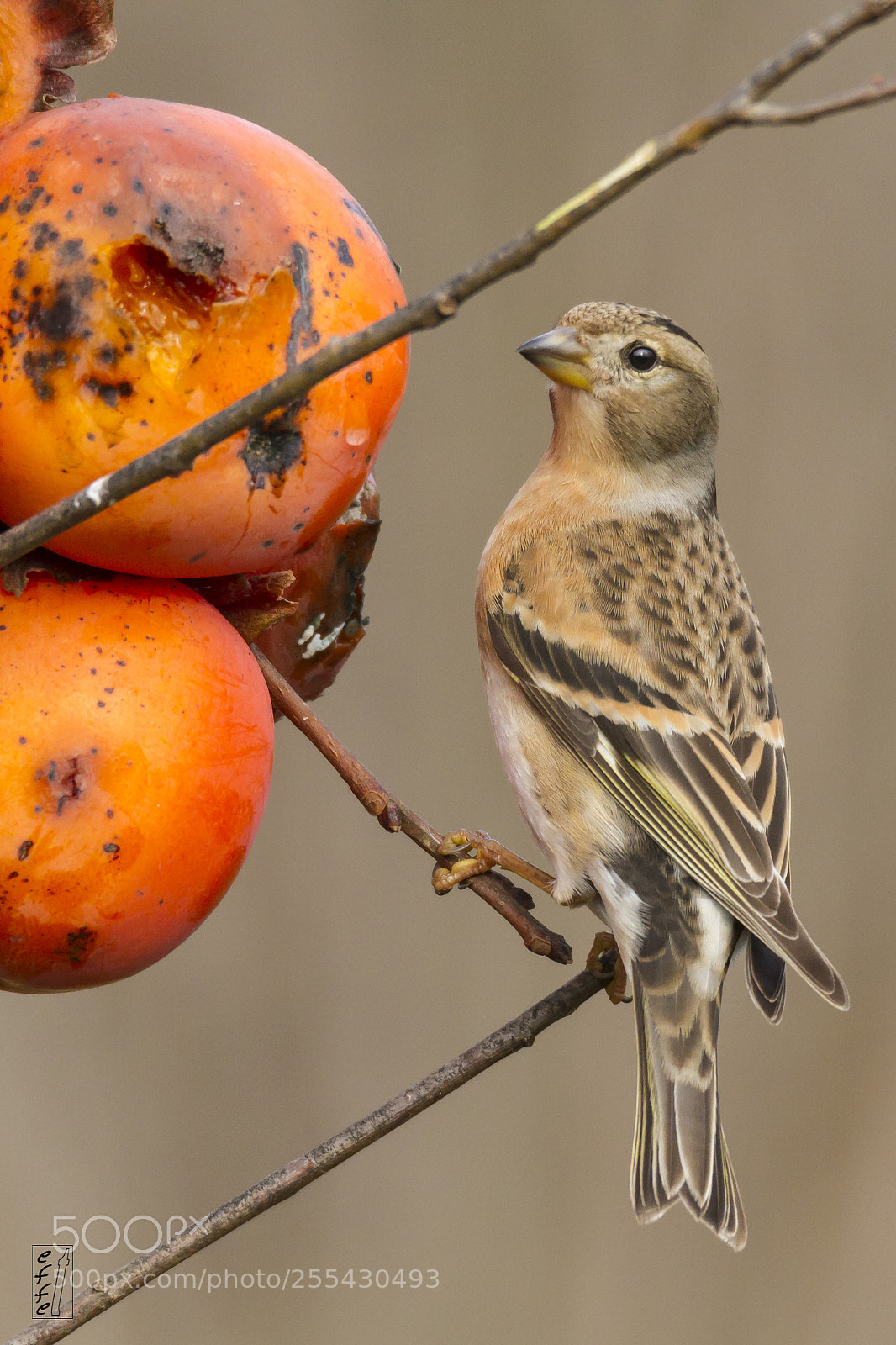 Canon EOS 7D sample photo. Brambling (female) photography