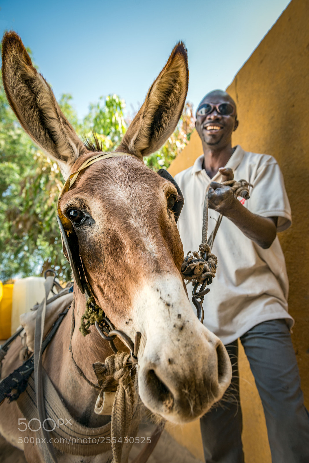Nikon D800 sample photo. The donkey and his photography