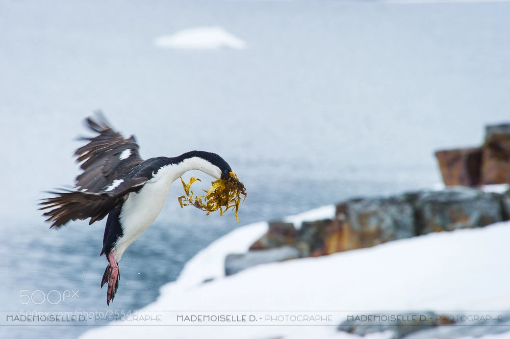 Nikon D3S sample photo. Cormoran impérial photography