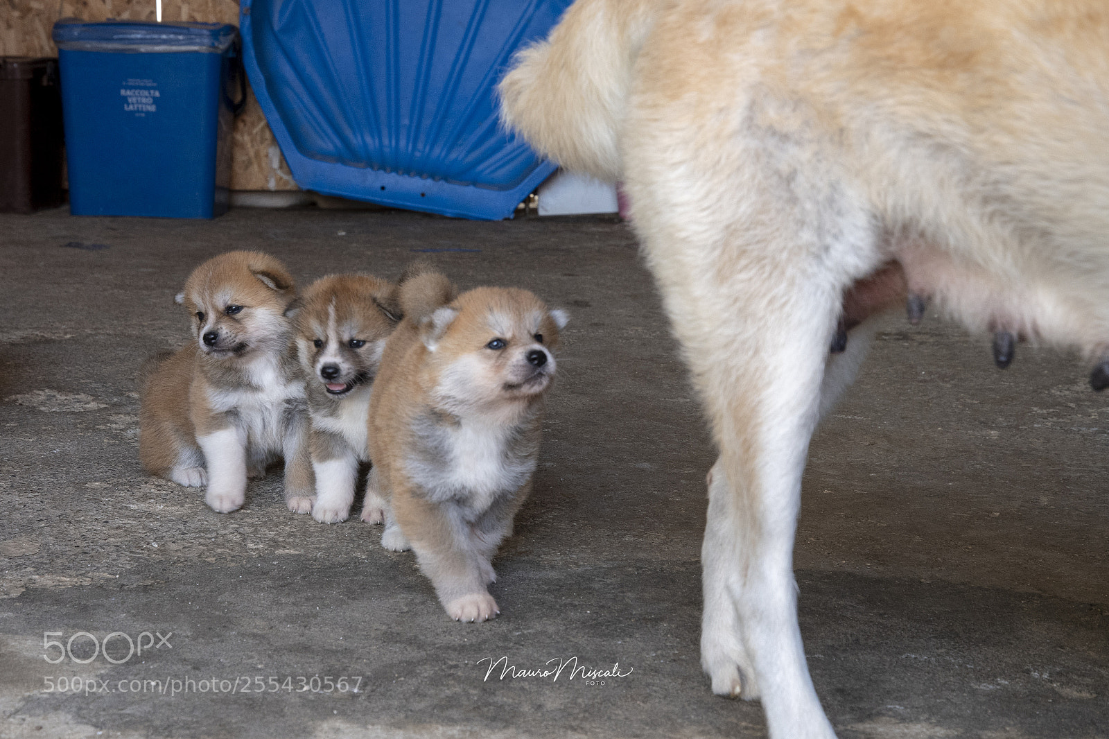 Nikon D500 sample photo. We are three little photography
