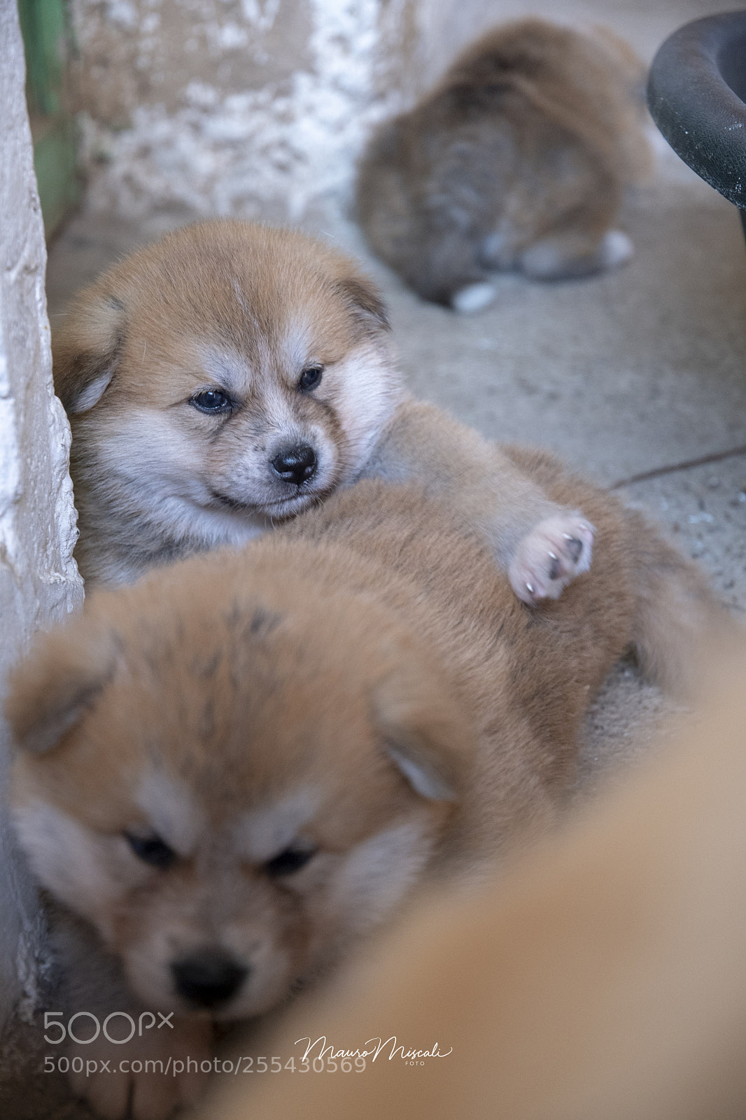 Nikon D500 sample photo. Tight close photography