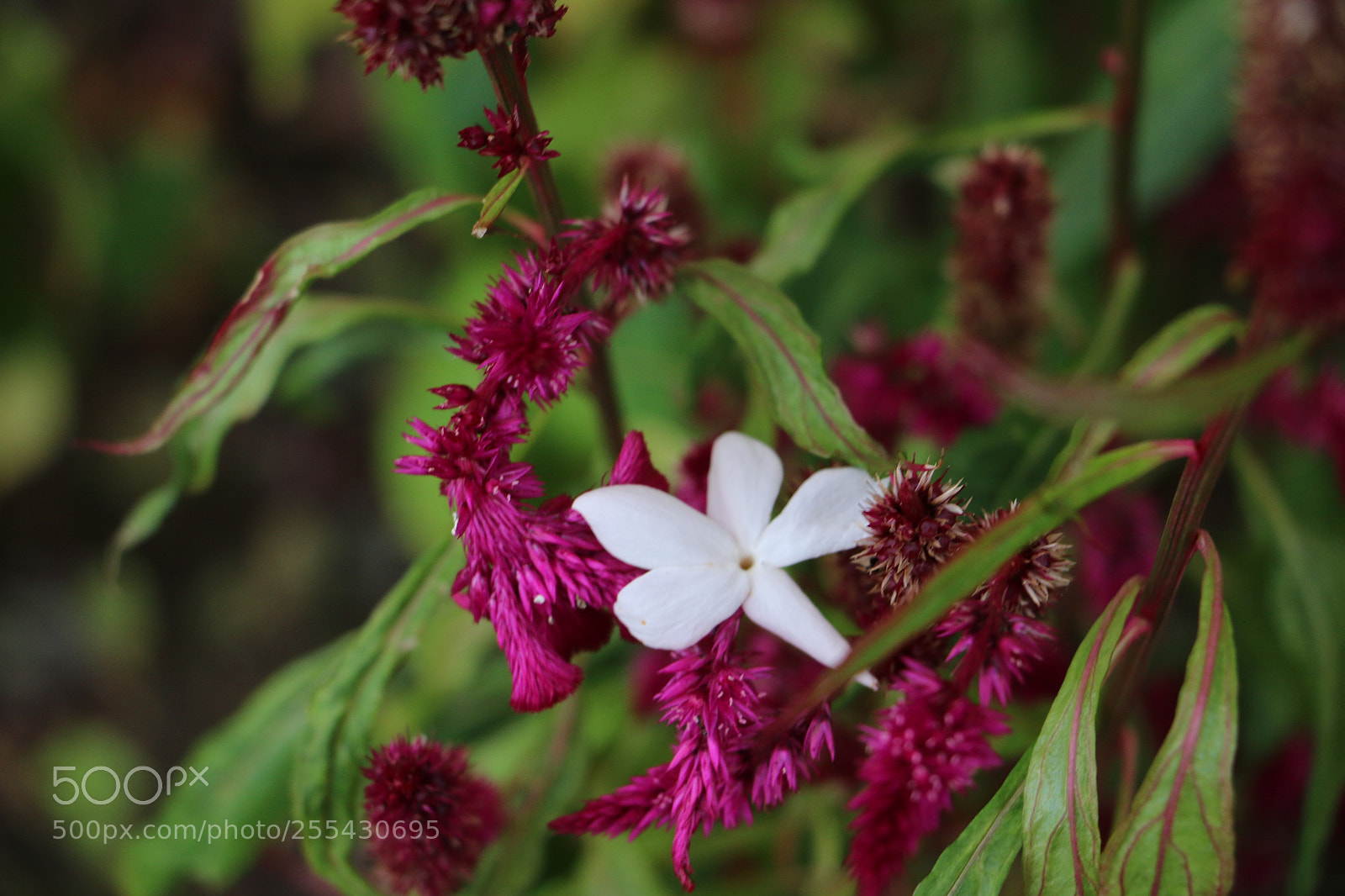 Canon EOS 70D sample photo. Flowers photography