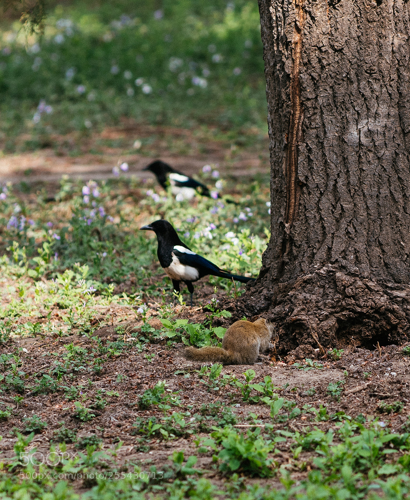 Nikon D810 sample photo. Magpie and squirrel photography