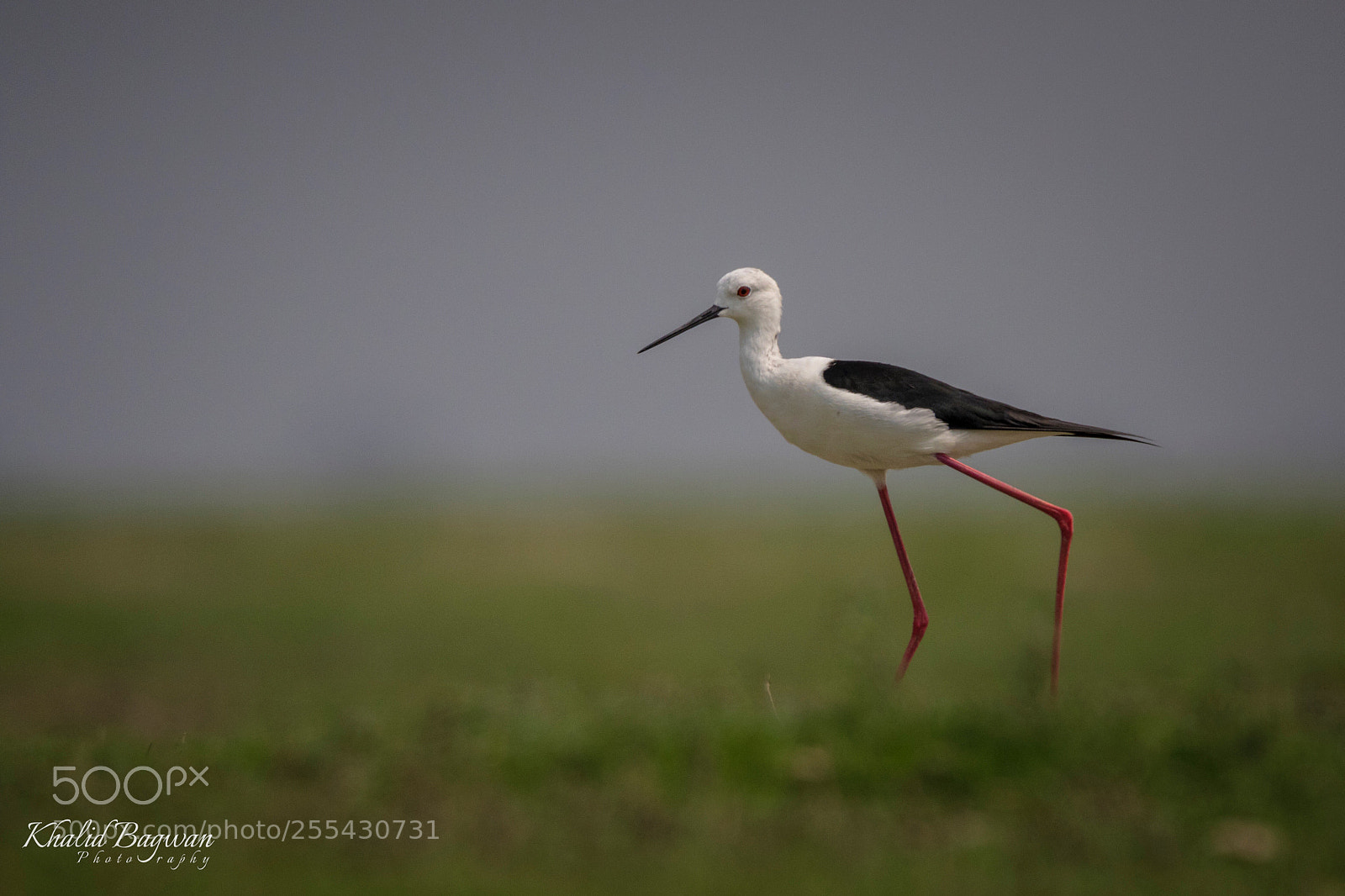 Canon EOS 7D Mark II sample photo. Black-winged stilt photography
