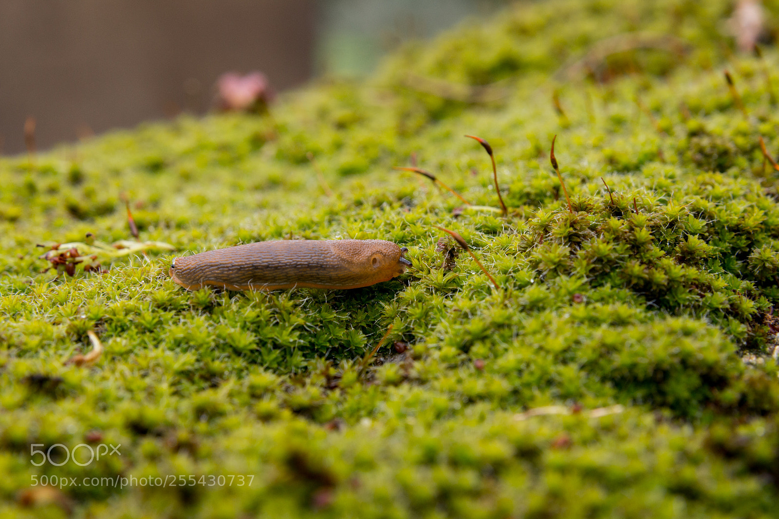 Canon EOS 70D sample photo. Slug photography