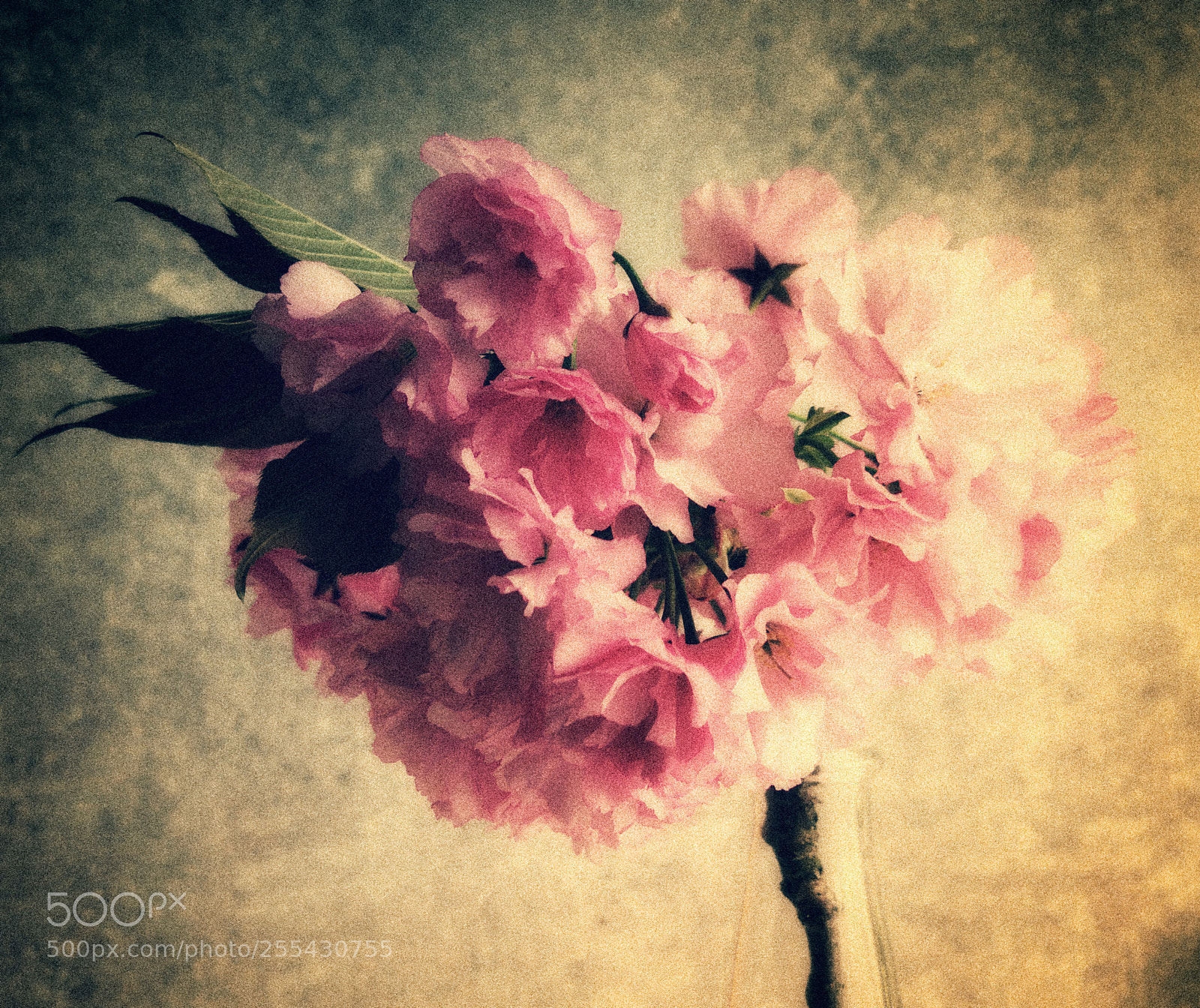HUAWEI P10 Plus sample photo. Japanese cherry photography