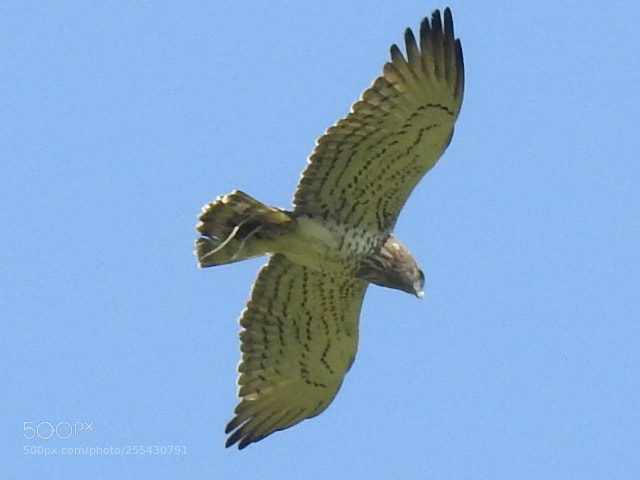 Nikon Coolpix P900 sample photo. Harrier with prey photography