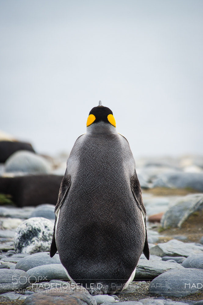 Nikon D3S sample photo. Manchots royaux photography