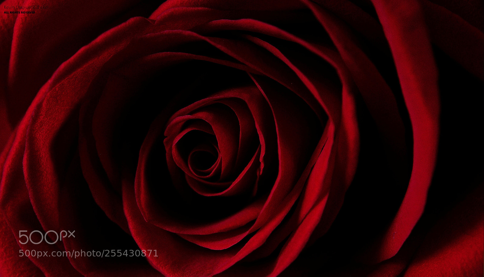 Nikon D90 sample photo. Red rose photography