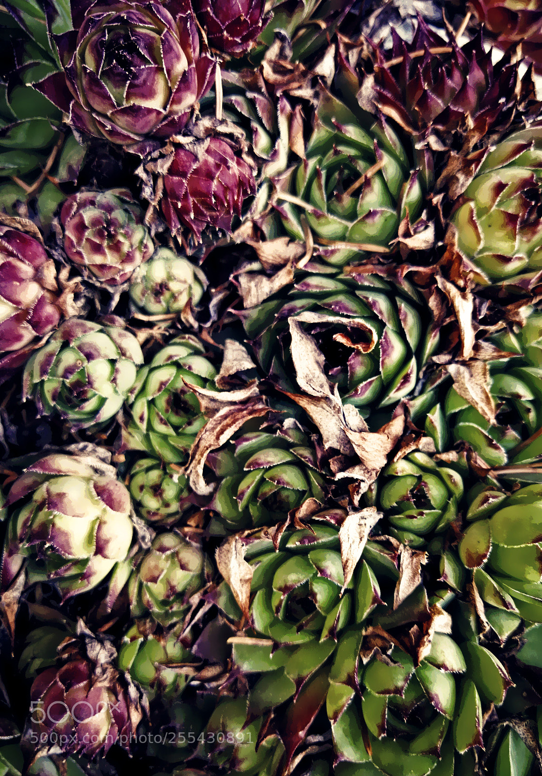 HUAWEI P10 Plus sample photo. Succulents photography