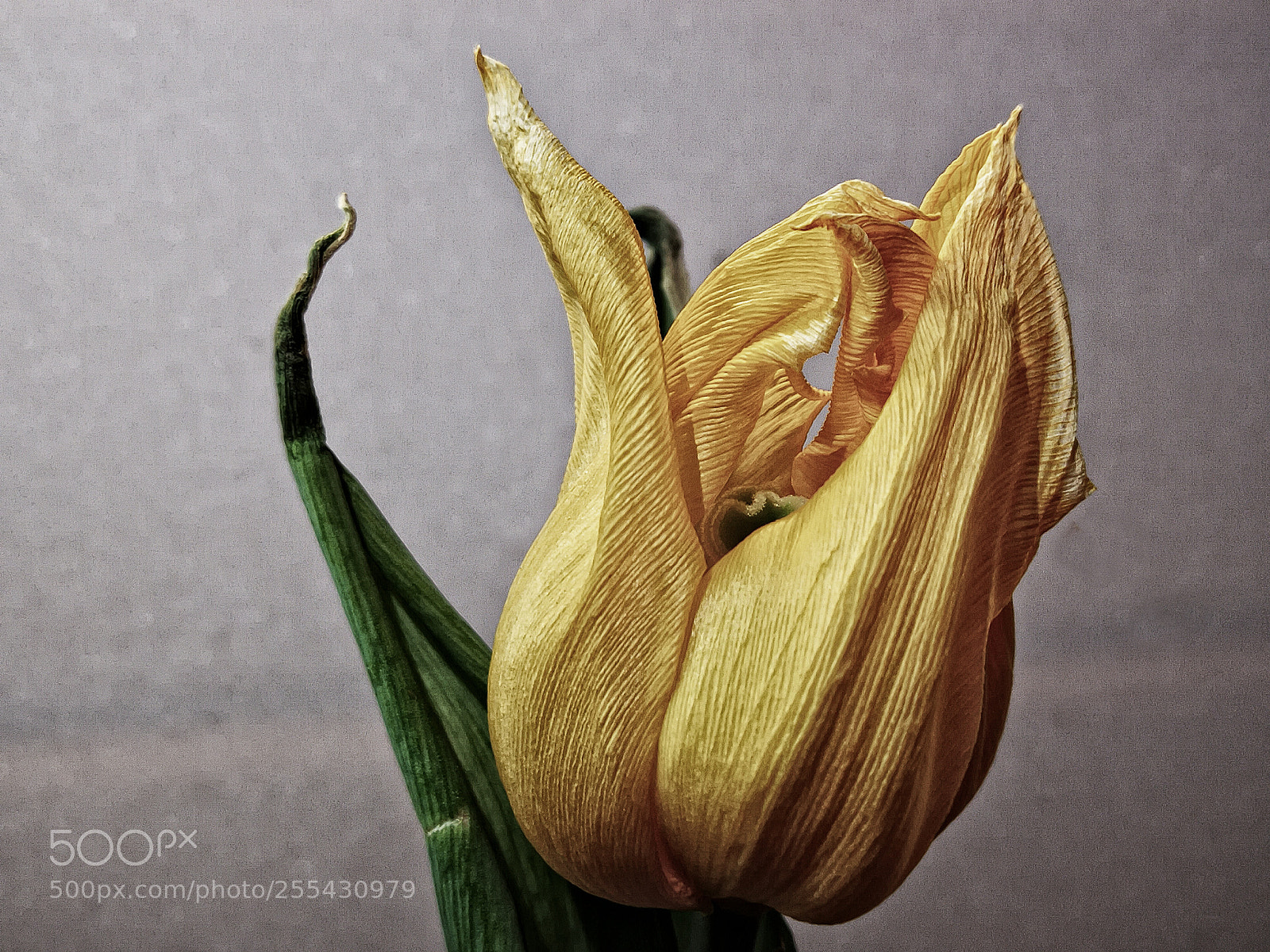 HUAWEI P10 Plus sample photo. Tulip photography