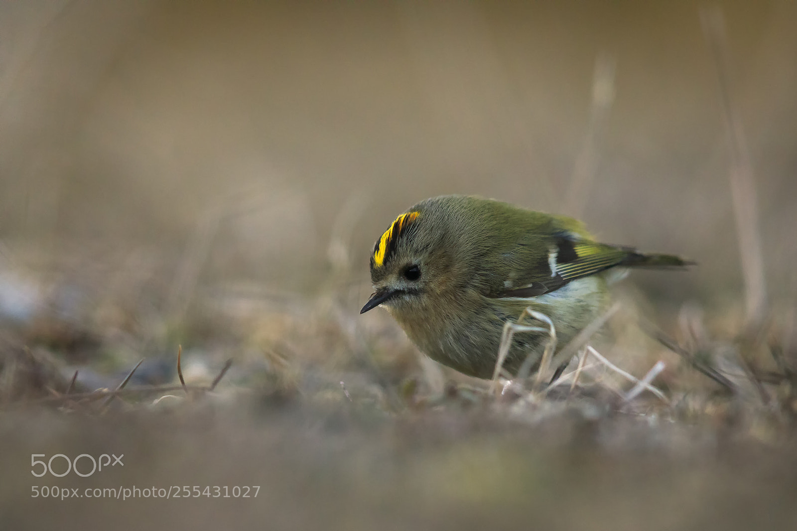 Canon EOS 5D Mark IV sample photo. Goldcrest in the evening photography