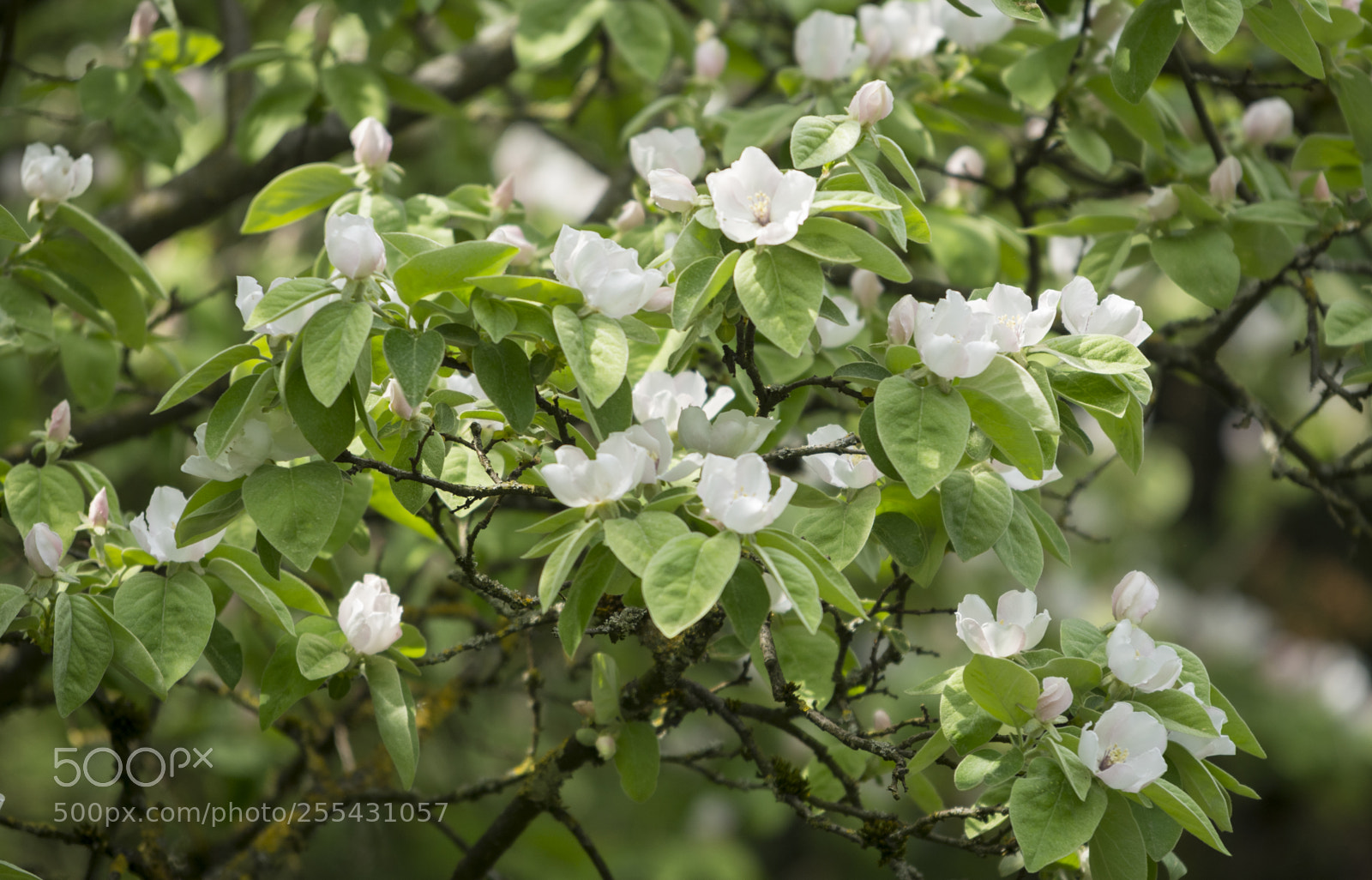 Nikon D7100 sample photo. Quince in full bloom photography