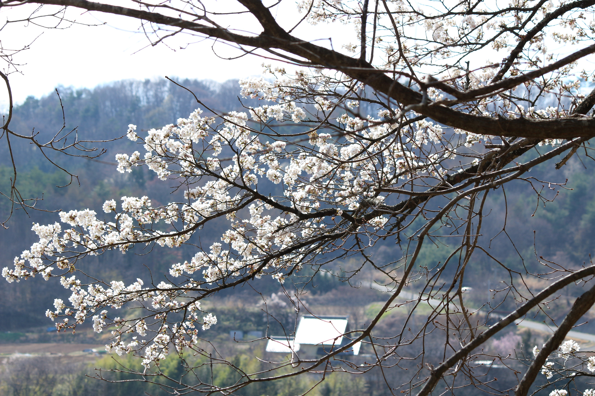 Canon EOS 100D (EOS Rebel SL1 / EOS Kiss X7) sample photo. 桜 photography