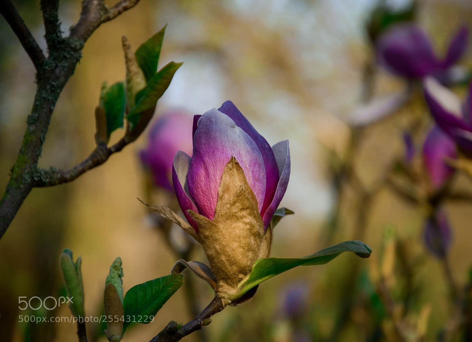 Nikon D7000 sample photo. Magnolia bud photography