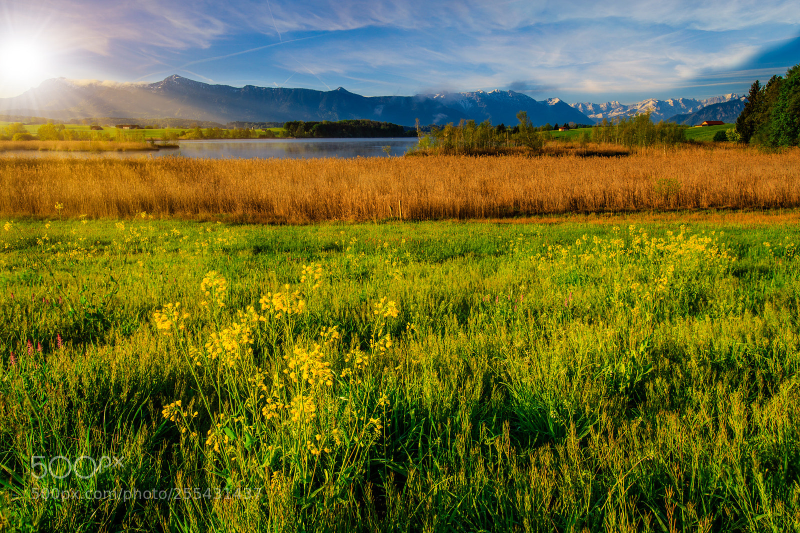 Canon EOS 6D Mark II sample photo. Springday / the best way photography