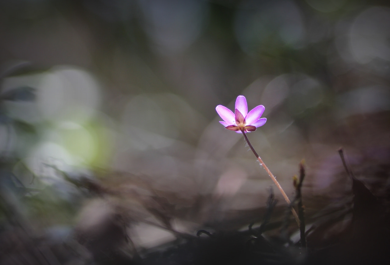 Canon EOS 60D + Tamron SP AF 90mm F2.8 Di Macro sample photo. Spring flowers 15 photography
