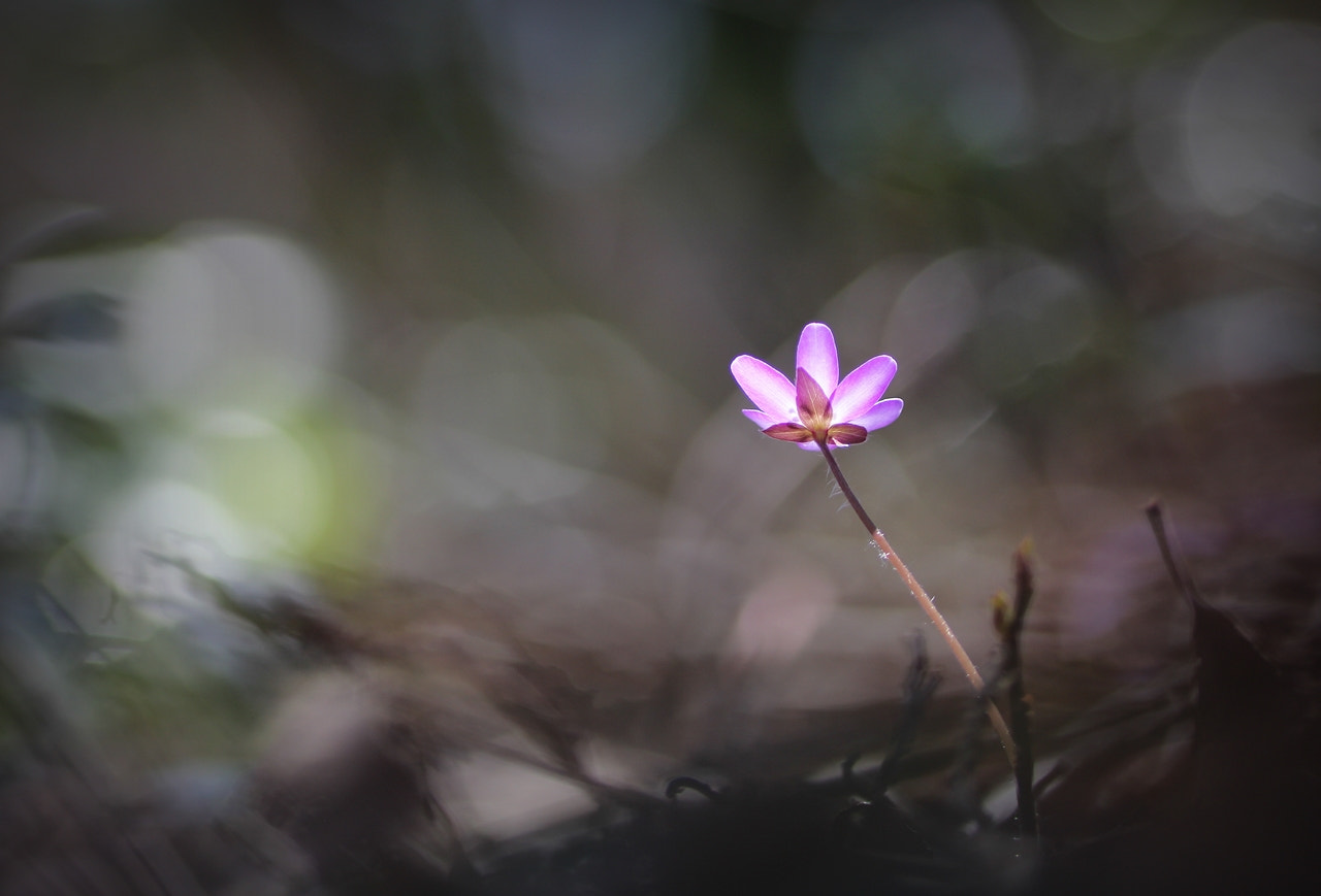 Canon EOS 60D sample photo. Spring flowers 15 photography