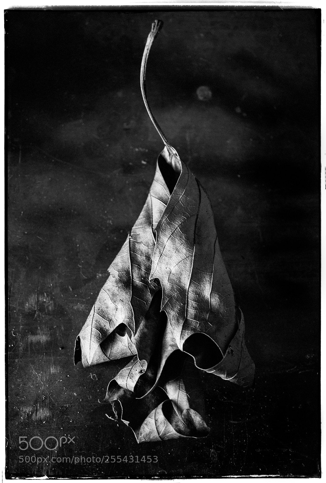 Sony a7 sample photo. Curled leaf study photography