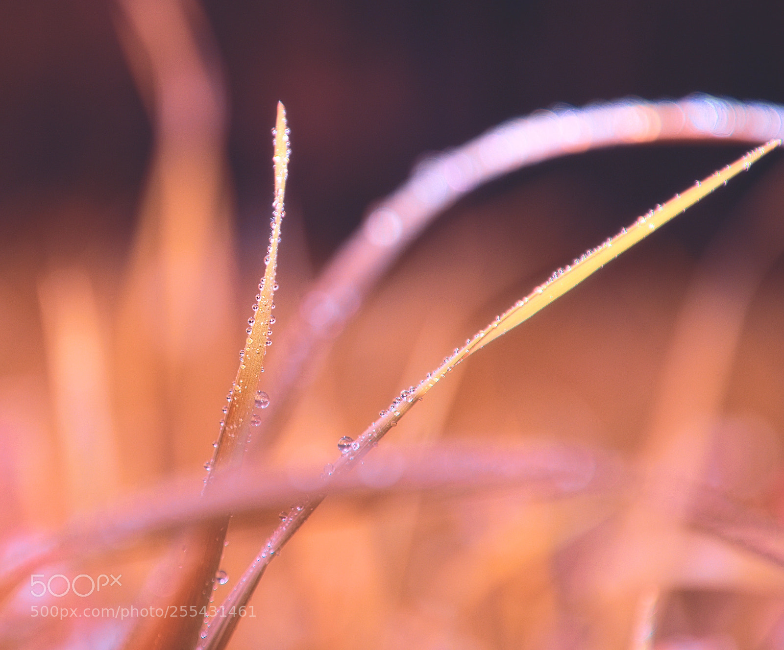 Nikon D3300 sample photo. Touch of delicateness photography