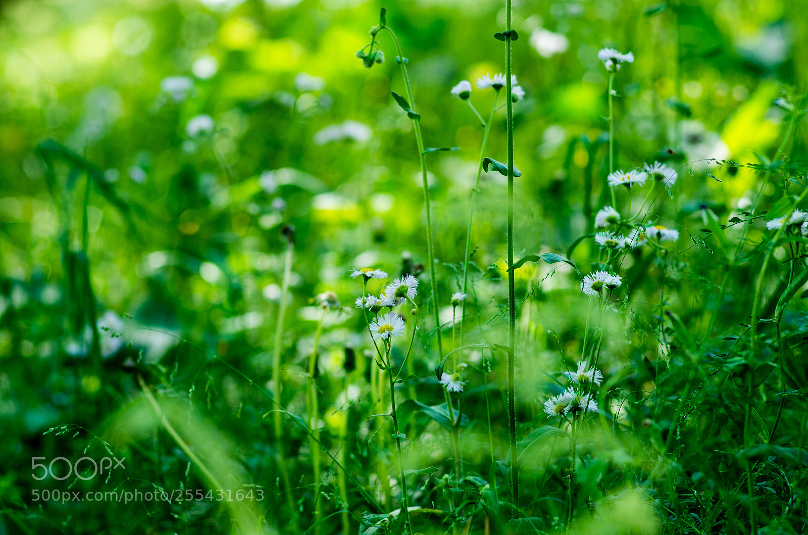 Pentax K-5 IIs sample photo. Philadelphia fleabane photography