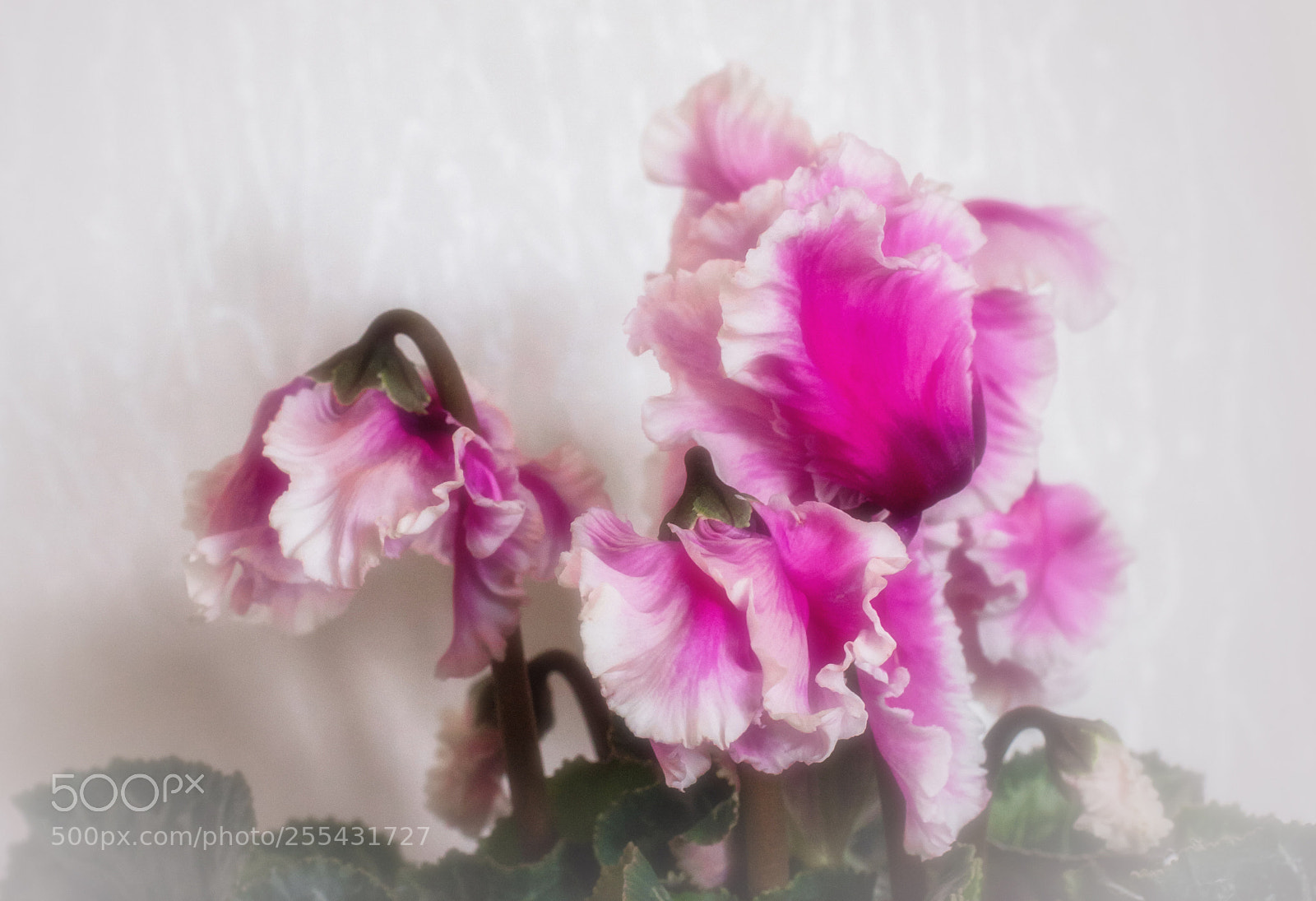 Olympus OM-D E-M5 sample photo. Frilled cyclamens photography