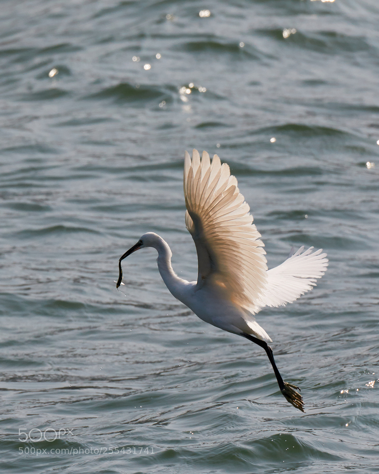Canon EOS 7D Mark II sample photo. Fishing egret photography