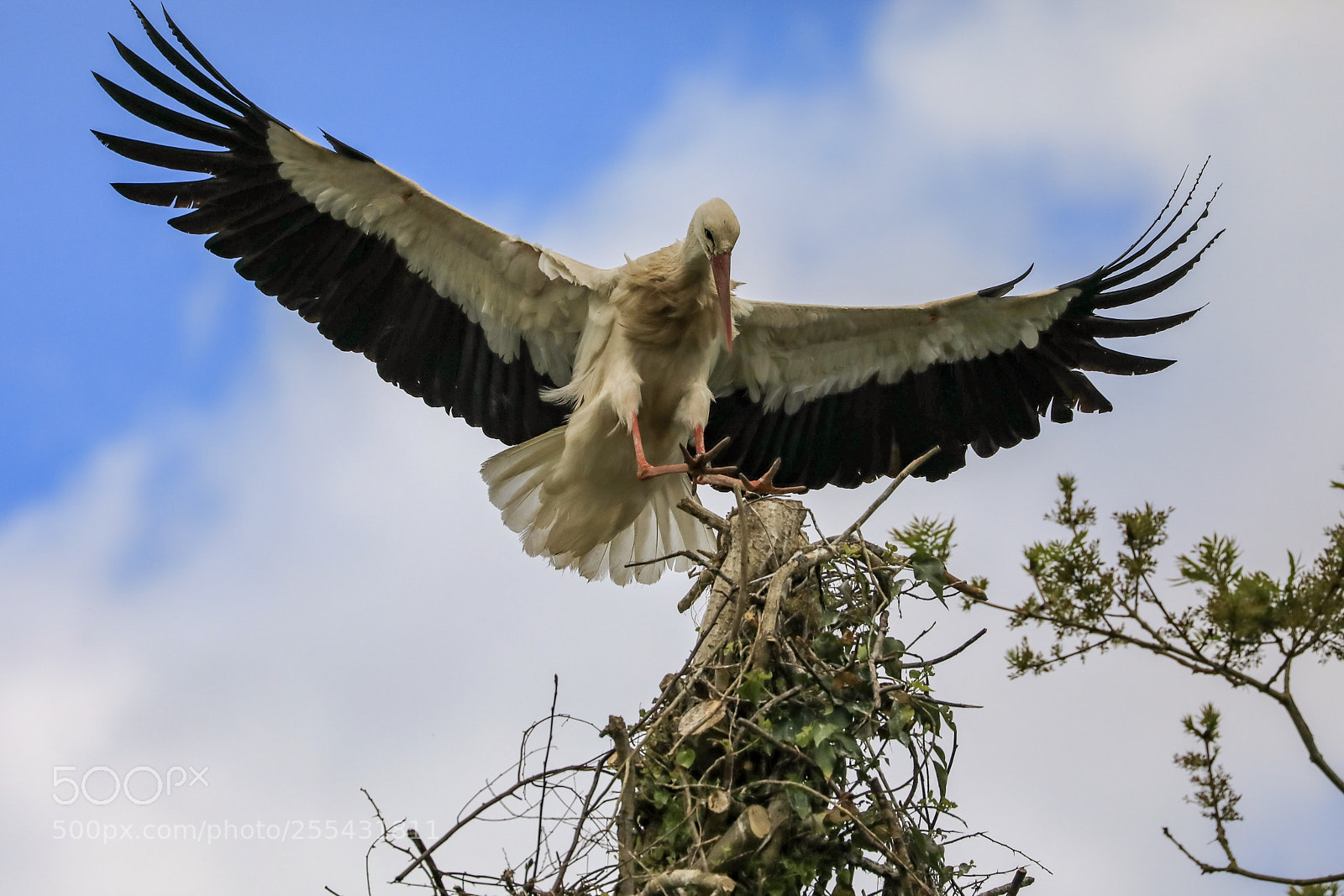 Canon EOS 5D Mark IV sample photo. The landing photography