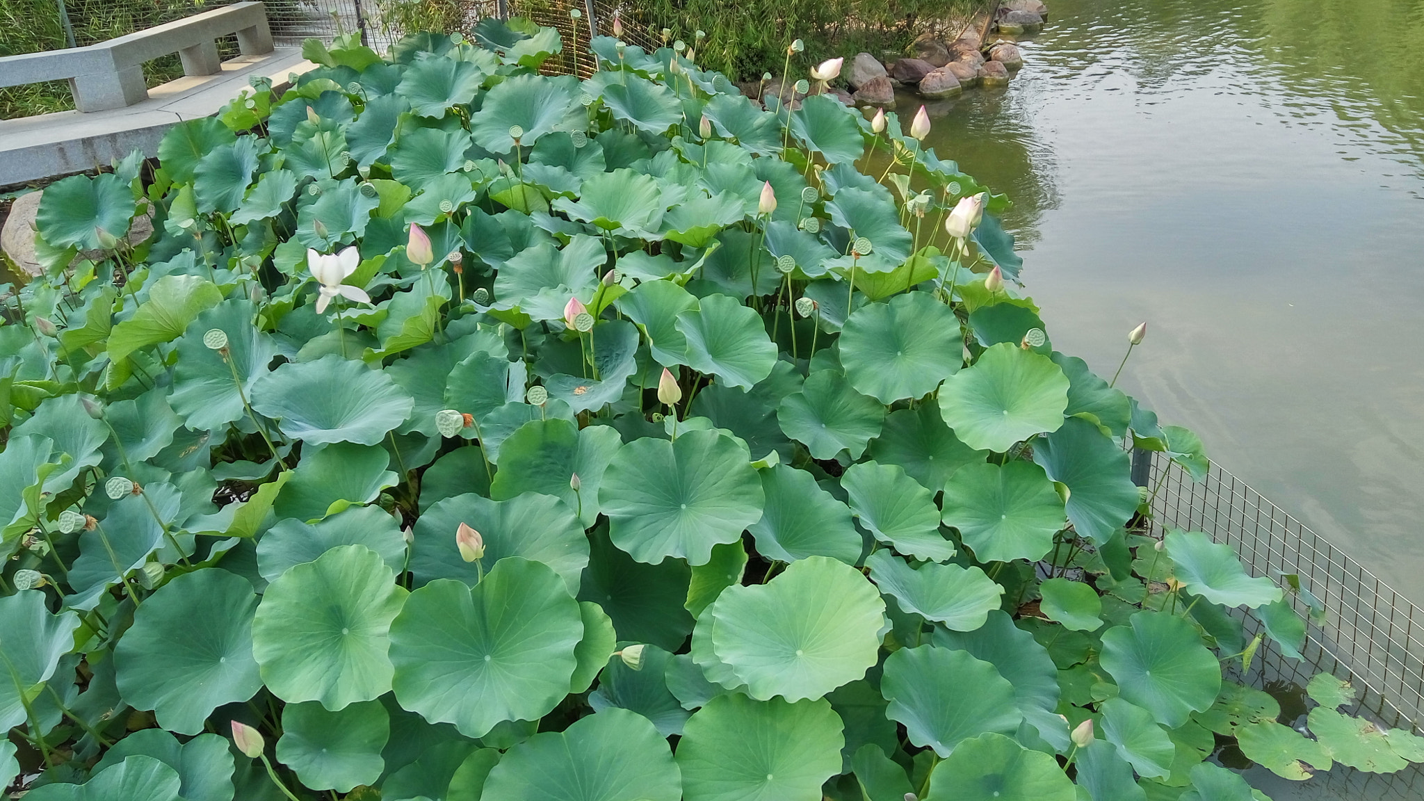 Xiaomi Redmi Note 3 sample photo. 中国的美丽风景和美食 photography