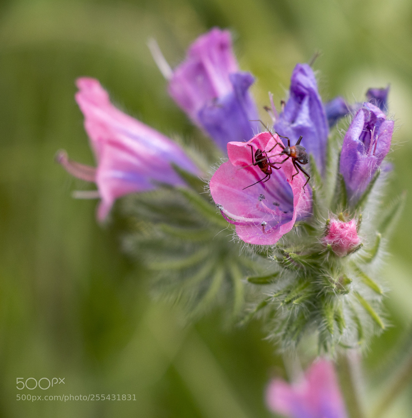 Canon EOS 77D (EOS 9000D / EOS 770D) sample photo. Wildlife photography