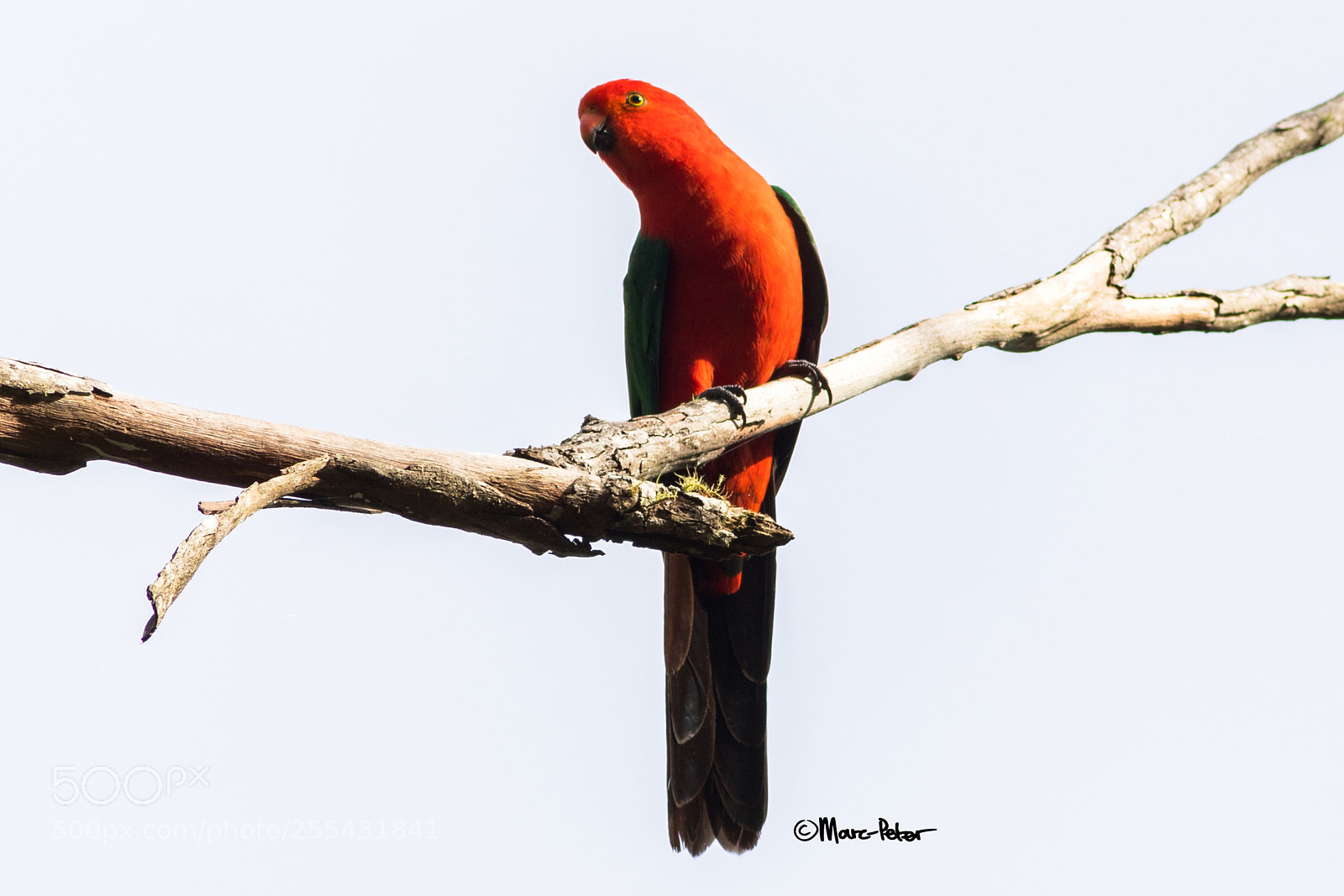 Canon EOS 5D Mark IV sample photo. The real true king photography